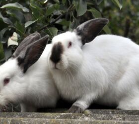 10 most popular rabbit breeds, Orest lyzhechka Shutterstock