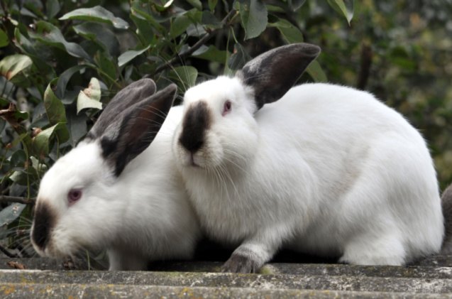 10 most popular rabbit breeds, Orest lyzhechka Shutterstock