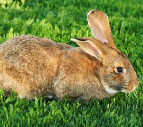 10 most popular rabbit breeds, MestoSveta Shutterstock