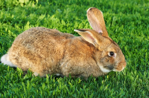 10 Most Popular Rabbit Breeds | PetGuide