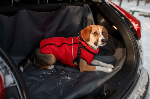 best cargo liner, Viktoriia Bu Shutterstock