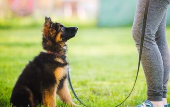 How Long Should It Take to Train Your Dog the 5 Basic Commands?