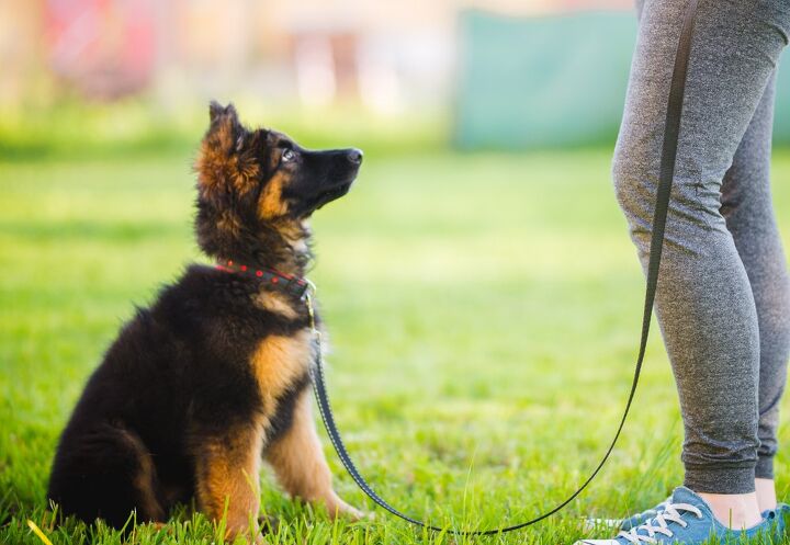 how long should it take to train your dog the 5 basic commands, Jus Ol Shutterstock