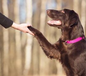 when you should start training your rescue dog, otsphoto Shutterstock