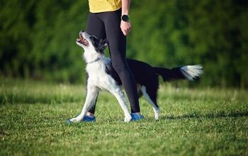 How To Train a Dog With High Prey Drive