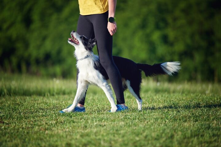 how to train a dog with high prey drive, sonsart Shutterstock