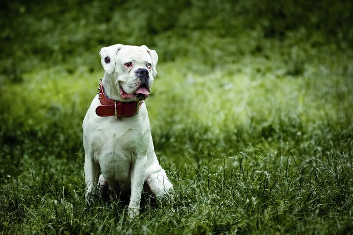 how to train a blind dog, Michal Vitek Shutterstock