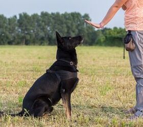 how to train a deaf dog, Luca Nichetti Shutterstock