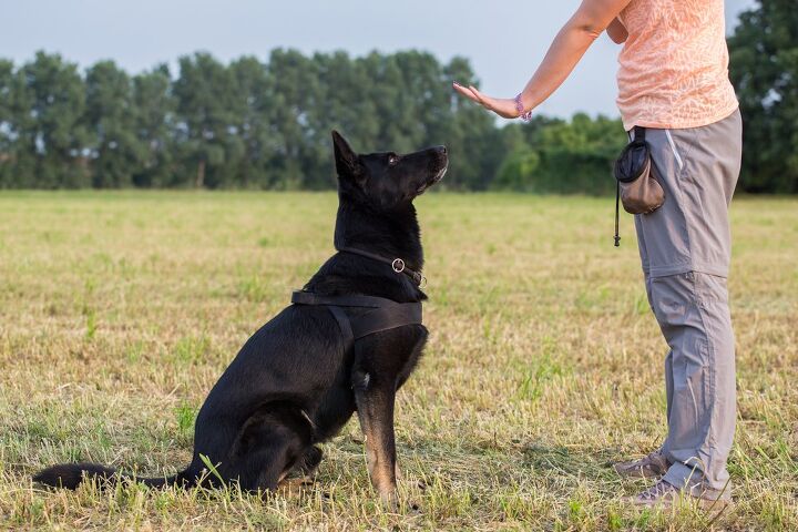how to train a deaf dog, Luca Nichetti Shutterstock