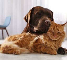 how to train your dog to leave the cat alone, New Africa Shutterstock