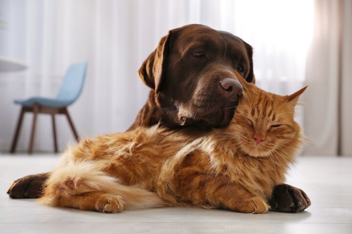 how to train your dog to leave the cat alone, New Africa Shutterstock