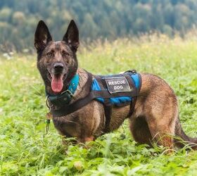 how to train a search and rescue dog, jasomtomo Shutterstock