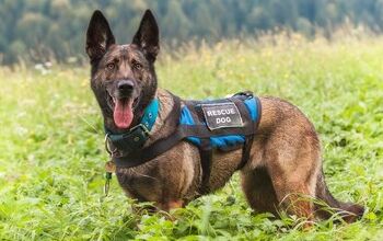 How To Train a Search and Rescue Dog