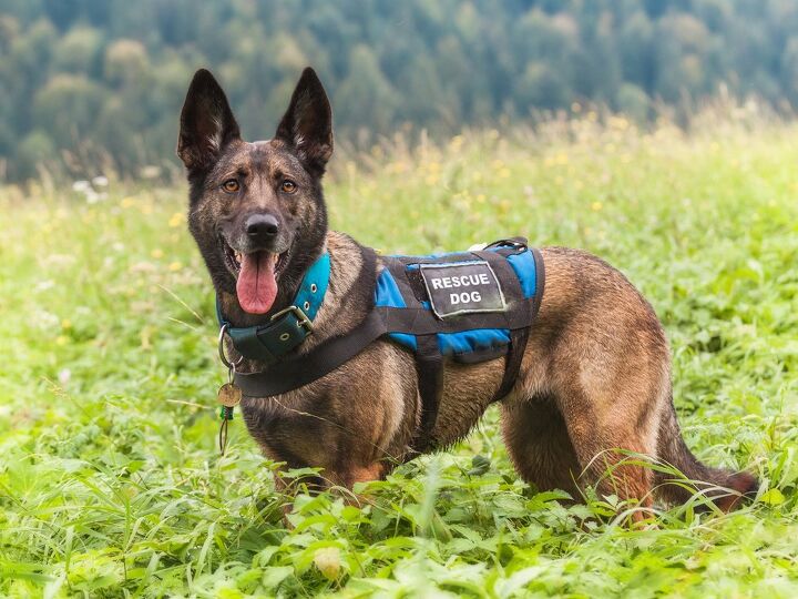 how to train a search and rescue dog, jasomtomo Shutterstock