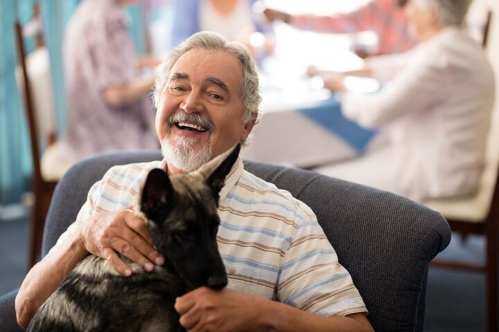 how to train your pet to be a visiting therapy dog, wavebreakmedia Shutterstock