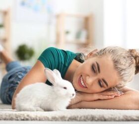 10 best rabbits for apartments, Pixel Shot Shutterstock