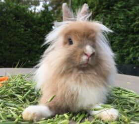 10 best rabbits for apartments, KanphotoSS Shutterstock