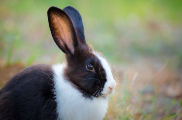 10 best rabbits for apartments, Katesalin Heinio Shutterstock