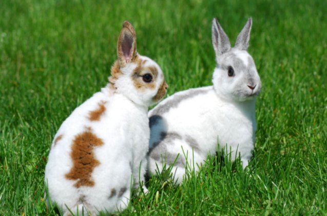 10 best rabbits for apartments, Kassia Marie Ott Shutterstock