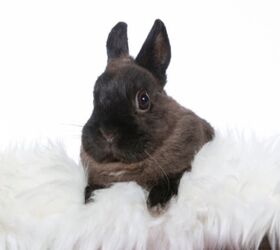 10 best rabbits for apartments, Jne Valokuvaus Shutterstock