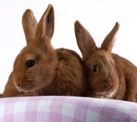 10 best rabbits for apartments, Dagmar Hijmans Shutterstock