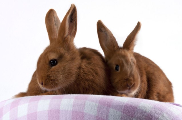 10 Best Rabbits for Apartments | PetGuide