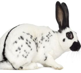 10 best rabbits for apartments, Eric Isselee Shutterstock
