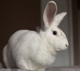 10 best rabbits for apartments, Angela Holmyard Shutterstock