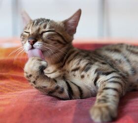 how this cat food can change your life, Image by Juhku Shutterstock com