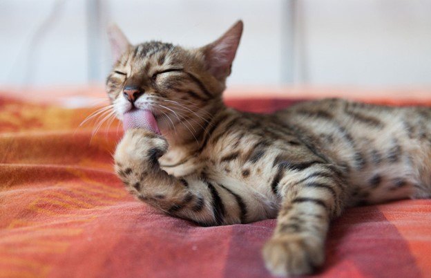 how this cat food can change your life