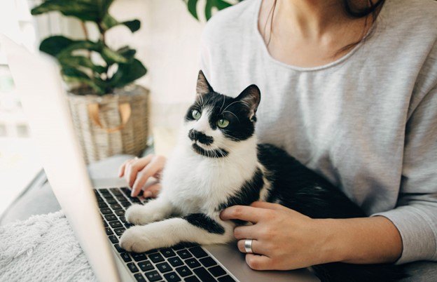 how this cat food can change your life