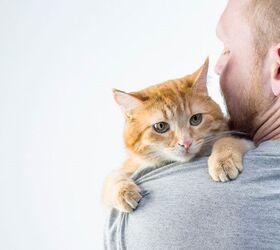 cant adopt due to sensitivity to cat allergens no more excuses, Image by Irina Gutyryak Shutterstock com