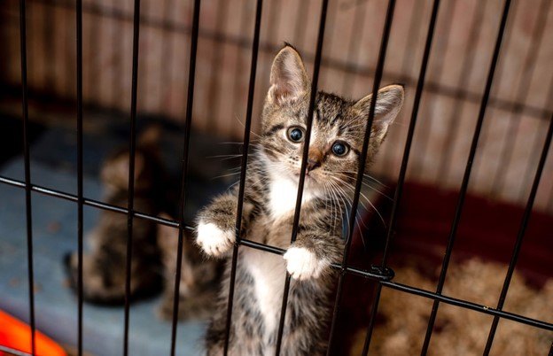 cant adopt due to sensitivity to cat allergens no more excuses, Image by Tatiana Kovaleva Shutterstock com