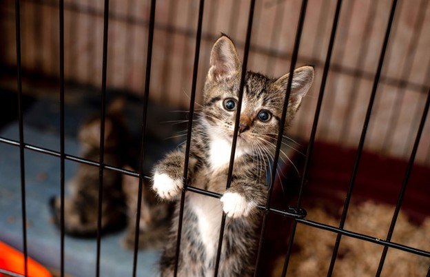 cant adopt due to sensitivity to cat allergens no more excuses