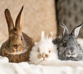 10 best rabbits for beginners, Pixel Shot Shutterstock