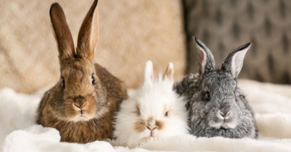 10 Best Rabbits for Beginners | PetGuide