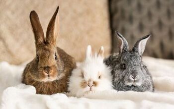 10 Best Rabbits for Beginners