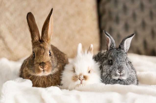 10 best rabbits for beginners, Pixel Shot Shutterstock