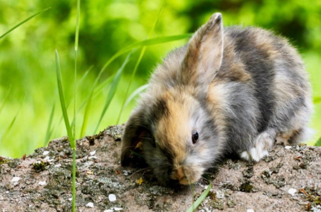 10 best rabbits for beginners, LNbjors Shutterstock