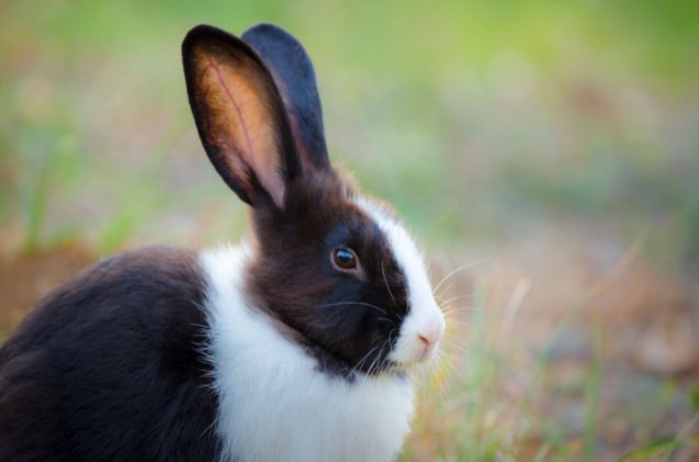 10 Best Rabbits for Beginners | PetGuide