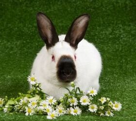 10 best rabbits for beginners, Linn Currie Shutterstock