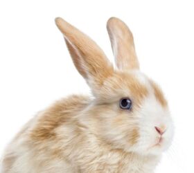 10 best rabbits for beginners, Eric Isselee Shutterstock