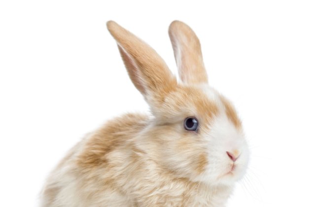 10 best rabbits for beginners, Eric Isselee Shutterstock