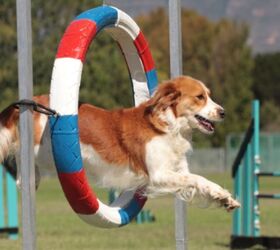 best agility training products, Mackland Shutterstock