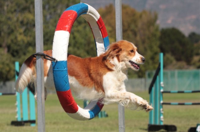 best agility training products, Mackland Shutterstock