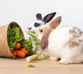 what do pet rabbits eat basics of rabbit diet, Arlee P Shutterstock