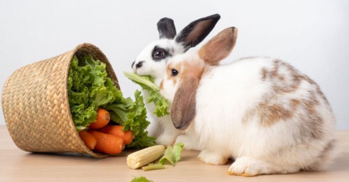 What Do Pet Rabbits Eat? Basics of Rabbit Diet | PetGuide