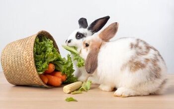 What Do Pet Rabbits Eat? Basics of Rabbit Diet