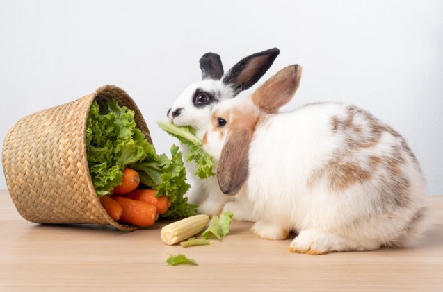 what do pet rabbits eat basics of rabbit diet, Arlee P Shutterstock