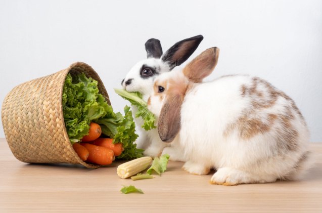 What Do Pet Rabbits Eat? Basics of Rabbit Diet | PetGuide